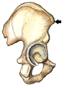 <strong>The part identified by the arrow in this figure is the:  </strong> A) anterior superior iliac spine. B) posterior superior iliac spine. C) anterior inferior iliac spine. D) posterior inferior iliac spine. <div style=padding-top: 35px> 