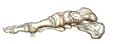 <strong>The aspect of the foot shown in this figure is the:  </strong> A) dorsal. B) plantar. C) medial. D) lateral. <div style=padding-top: 35px> 