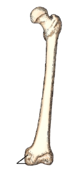 <strong>The bone part identified in this figure is the:  </strong> A) lateral condyle. B) lateral malleolus. C) medial condyle. D) medial epicondyle. <div style=padding-top: 35px> 