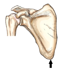 <strong>The part identified by the arrow in this figure is the: </strong> A) superior angle. B) inferior angle. C) coracoid process. D) lateral border.