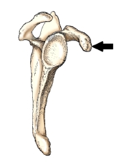 <strong>The bone part identified by the arrow in this figure is the: </strong> A) acromion. B) costal surface. C) coracoid process. D) glenoid cavity.