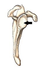 <strong>The bony area identified by the arrow in this figure is the: </strong> A) acromion. B) costal surface. C) coracoid process. D) glenoid cavity.