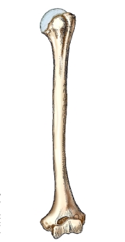 <strong>What bone is shown in this figure?  </strong> A) Radius B) Tibia C) Ulna D) Humerus <div style=padding-top: 35px> 