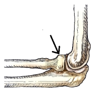 <strong>What anatomy is indicated by the arrow in this figure?  </strong> A) Trochlea B) Capitulum C) Radial head D) Olecranon process <div style=padding-top: 35px> 