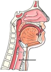 <strong>The anatomy identified on the lateral neck below is the:  </strong> A) oropharynx. B) esophagus. C) larynx. D) trachea. <div style=padding-top: 35px> 