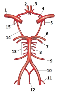 <strong>The artery in the figure labeled 1 below is the: </strong> A) vertebral. B) posterior cerebral. C) internal carotid. D) middle cerebral.