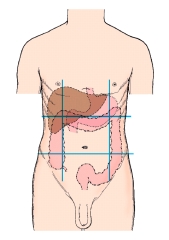 <strong>The lower,center region on this figure is termed the: </strong> A) epigastrium. B) lumbar. C) inguinal. D) hypogastrium.