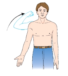 <strong>The movement shown in this figure is: </strong> A) adduction. B) abduction. C) extension. D) flexion.