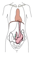 <strong>Which type of body habitus is shown in this illustration? </strong> A) Sthenic B) Asthenic C) Hyposthenic D) Hypersthenic
