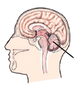 <strong>The area of the brain identified in the figure below is the:  </strong> A) pons. B) cerebrum. C) cerebellum. D) brain stem. <div style=padding-top: 35px> 