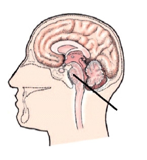 <strong>What part of the brain is indicated by the line in the diagram?  </strong> A) Pons B) Cerebrum C) Cerebellum D) Brain stem <div style=padding-top: 35px> 