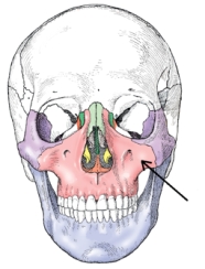 <strong>The bone identified in the figure below is the: </strong> A) maxilla. B) frontal. C) mandible. D) ethmoid.