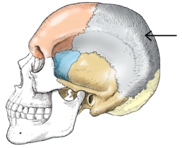 <strong>The bone indicated in the figure below is the: </strong> A) temporal. B) parietal. C) occipital. D) sphenoid.