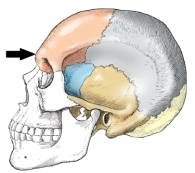 <strong>The part of the frontal bone indicated in the figure below is the: </strong> A) bregma. B) lambda. C) glabella. D) acanthion.