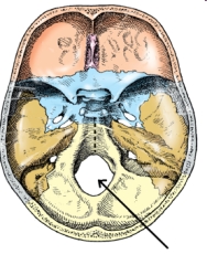 <strong>The part of the cranial base identified in the figure below is the: </strong> A) sella turcica. B) foramen ovale. C) hypoglossal canal. D) foramen magnum.
