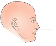 <strong>The landmark identified in the figure below is the: </strong> A) nasion. B) glabella. C) acanthion. D) auricular point.