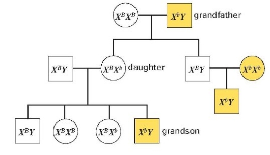 <strong>The trait diagrammed in Figure 24.4 is inherited as a(n) </strong> A) dominant X-linked trait. B) recessive X-linked trait. C) recessive Y-linked trait. D) autosomal dominant trait. E) dominant Y-linked trait.
