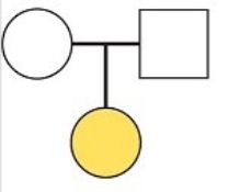 In the following pedigree, the inherited condition is due to an autosomal dominant allele.