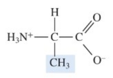 <strong>The molecular structure shown here is </strong> A) a glucose molecule. B) a fatty acid molecule. C) a glycerol molecule. D) a protein molecule. E) an amino acid.