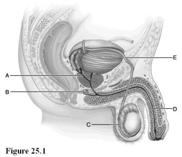Use the diagram above to answer the following questions. -Identify the letter indicating the gland that secretes neutralizing mucus prior to ejaculation.