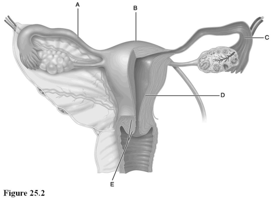 Use the diagram above to answer the following questions. -Identify the letter indicating the tissue layer which is shed during menstruation.