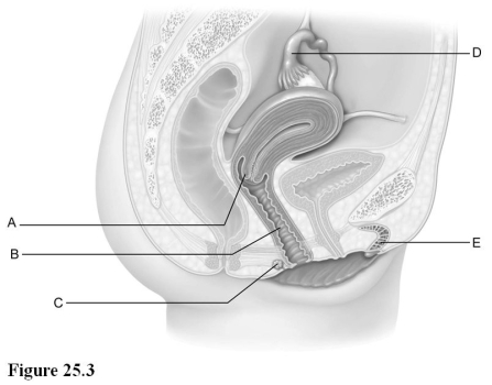 Use the diagram above to answer the following questions. -Identify the letter indicating the gland that secretes lubricating mucus into the vaginal orifice.