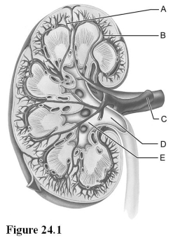 <strong>  Use the diagram above to answer the following questions. Identify the letter that indicates a cortical radiate artery.</strong> A) A B) B C) C D) D E) E <div style=padding-top: 35px> 