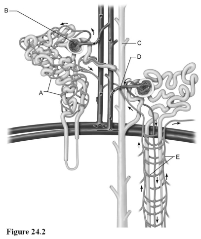 <strong>  Use the diagram above to answer the following questions. Identify the letter that indicates the glomerulus.</strong> A) A B) B C) C D) D E) E <div style=padding-top: 35px> 