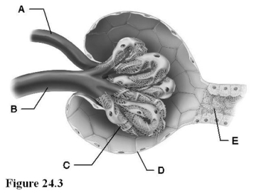 <strong>  Use the diagram above to answer the following questions. Identify the letter that indicates the proximal convoluted tubule.</strong> A) A B) B C) C D) D E) E <div style=padding-top: 35px> 