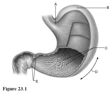 Use the diagram above to answer the following questions. -Identify the letter that indicates the fundus of the stomach.