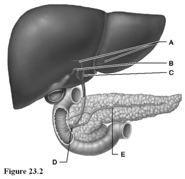 Use the diagram above to answer the following questions. -Identify the letter indicating the duct formed by the union of the right and left hepatic ducts.