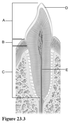 Use the diagram above to answer the following questions. -Identify the letter that indicates the root canal.