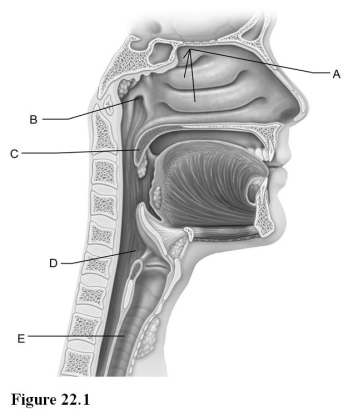 <strong> Use the diagram above to answer the following questions. Identify the letter that indicates the uvula.</strong> A) A B) B C) C D) D E) E