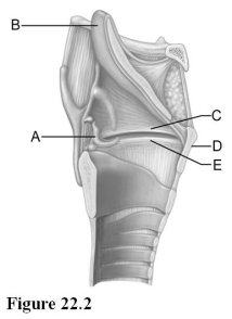 <strong> Use the diagram above to answer the following questions. Identify the letter that indicates the cartilage that anchors the vocal cords posteriorly.</strong> A) A B) B C) C D) D E) E