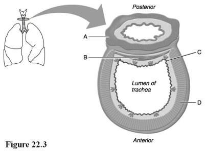 <strong> Use the diagram above to answer the following questions. Identify the letter that indicates the fibromusculocartilaginous layer with hyaline cartilaginous rings that allow the trachea to bend and elongate but not collapse.</strong> A) A B) B C) C D) D E) E