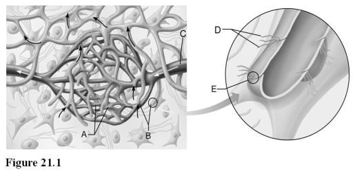 <strong> Use the diagram above to answer the following questions. Identify the letter that indicates the unique arrangement of endothelial cells that make up lymphatic capillaries.</strong> A) A B) B C) C D) D E) E