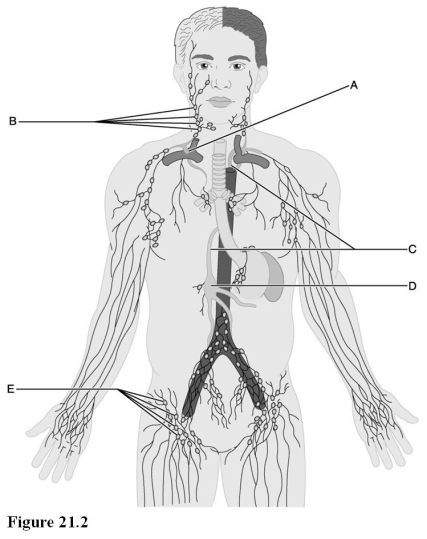 <strong> Use this illustration to answer the following questions. Identify the letter indicating where lymph collected from the right arm enters the bloodstream.</strong> A) A B) B C) C D) D E) E
