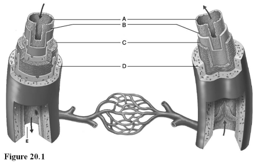 Use the diagram above to answer the following questions. -Identify the letter that indicates a connective tissue layer consisting of longitudinal collagen fibers.