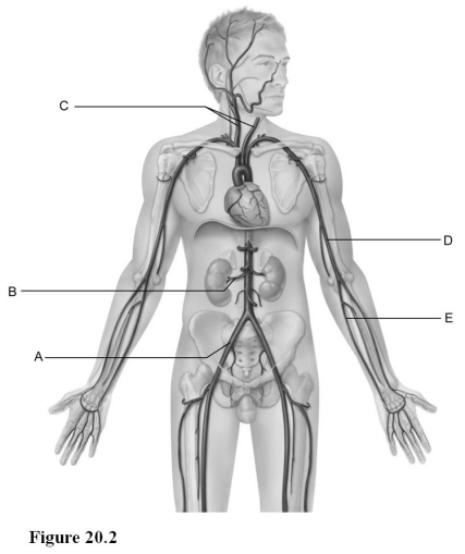 Use the diagram above to answer the following questions. -Identify the letter that indicates the common iliac artery.