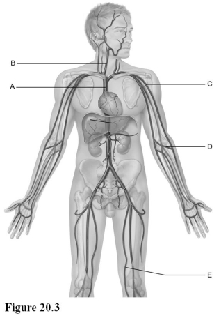<strong> Use the diagram above to answer the following questions. Identify the letter that indicates the internal jugular vein.</strong> A) A B) B C) C D) D E) E