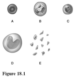 <strong> Use the diagram above to answer the following questions. Identify the letter that indicates the formed element of the blood that is packed with molecules of hemoglobin.</strong> A) A B) B C) C D) D E) E