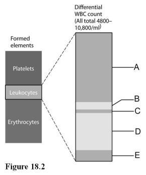 <strong> Use the diagram above to answer the following questions. Identify the letter that indicates the fraction of leukocytes that represents eosinophils.</strong> A) A B) B C) C D) D E) E