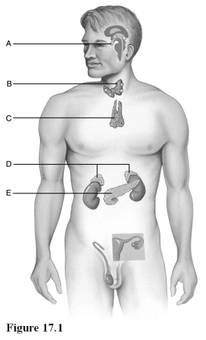 Use the diagram above to answer the following questions. -Identify the letter indicating a gland which secretes a hormone controlling basal metabolic rate.