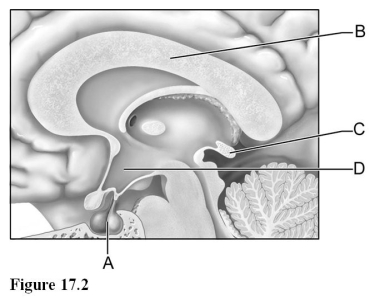 Use the diagram above to answer the following questions. -Identify the letter which indicates a gland that secretes melatonin.