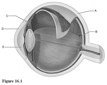 Use the diagram above to answer the following questions. -Identify the letter that indicates the region of the retina that contains only cones and provides maximal visual acuity.