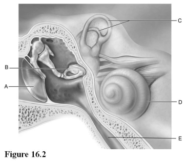 Use the diagram above to answer the following questions. -Identify the letter that indicates the structure that is the boundary between the external and middle ear.