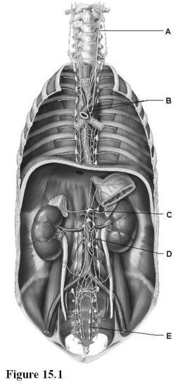 <strong> Use the diagram above to answer the following questions. Which letter indicates the aortic plexus?</strong> A) A B) B C) C D) D E) E