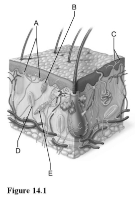 <strong> Use the diagram above to answer the following questions. Which letter indicates a lamellar corpuscle (Pacinian corpuscle) that rapidly adapts to deep pressure stimuli?</strong> A) A B) B C) C D) D E) E
