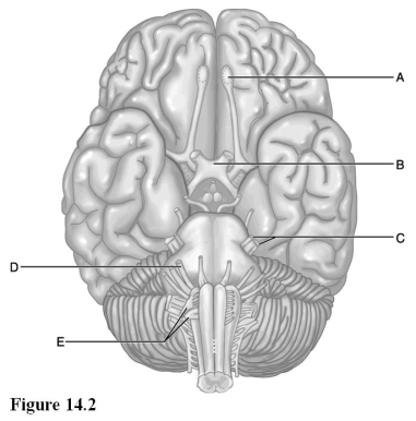 <strong> Use the diagram above to answer the following questions. Which letter indicates the cranial nerve that has three major branches?</strong> A) A B) B C) C D) D E) E