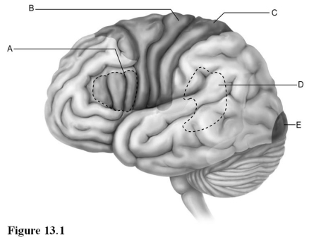 <strong> Use the diagram above to answer the following questions. Which letter indicates the primary somatosensory cortex?</strong> A) A B) B C) C D) D E) E